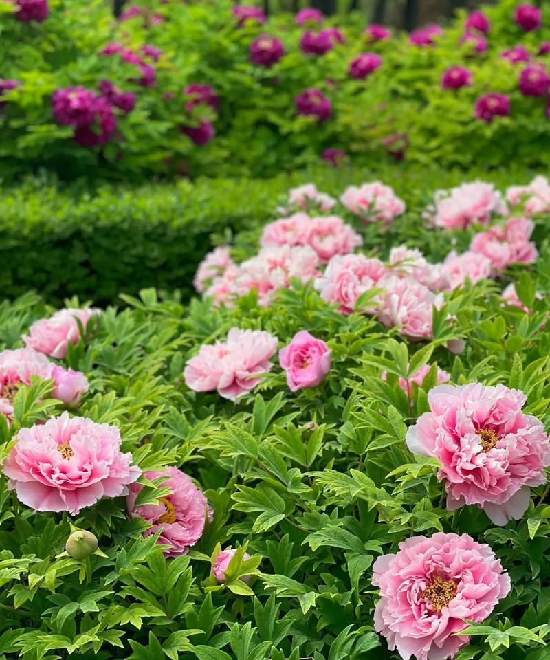花牡丹怎么养殖？牡丹花的养殖技巧有哪些？