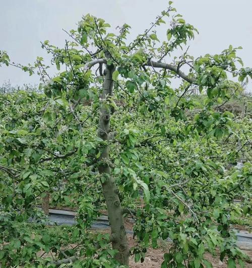 玉兰树修剪的最佳时机是什么时候？