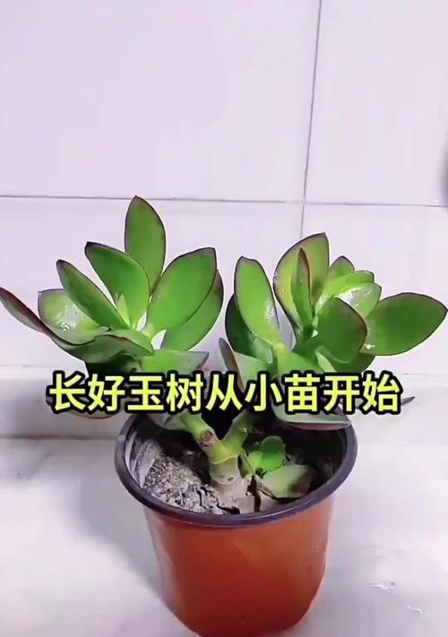 玉兰树修剪的最佳时机是什么时候？