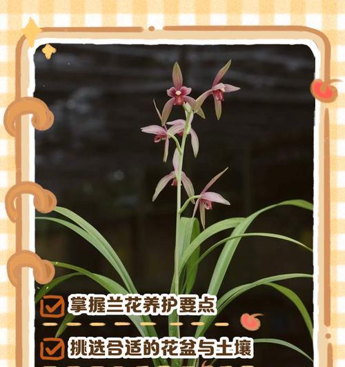 春季兰花的养护要点是什么？