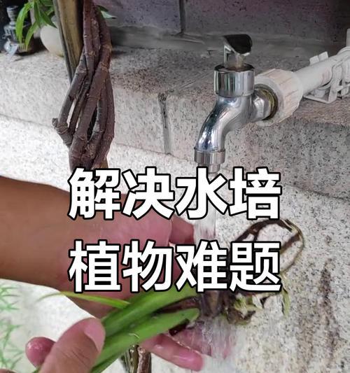 水培芦荟烂根怎么办？如何预防和处理？