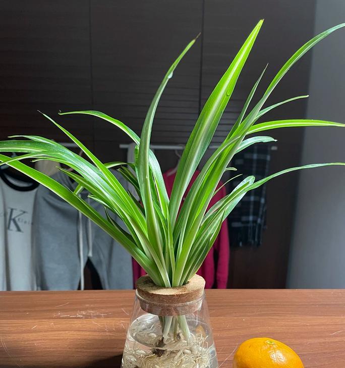 水培芦荟烂根怎么办？如何预防和处理？