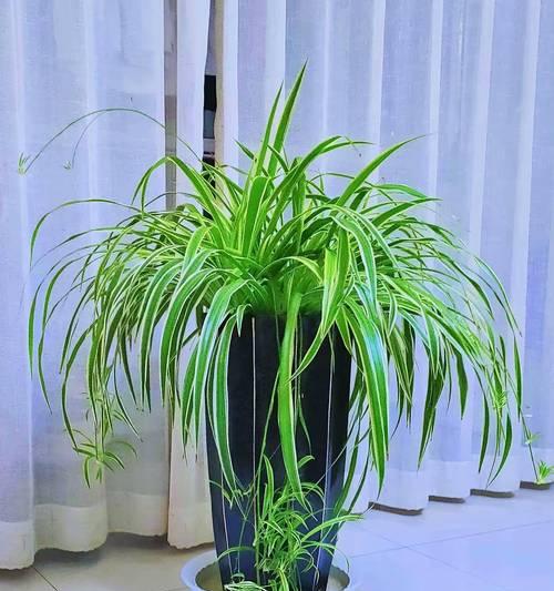 袖珍叶子植物的养殖要点是什么？怎样才能养得更茂盛？