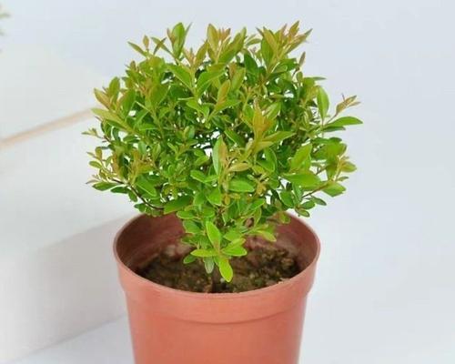 袖珍叶子植物的养殖要点是什么？怎样才能养得更茂盛？