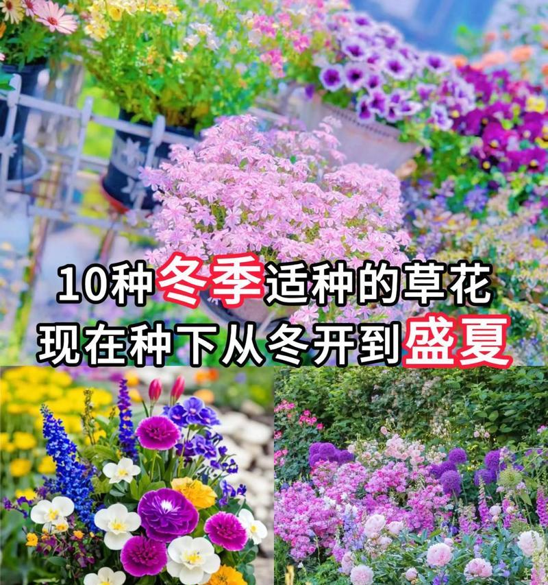 夏季草花有哪些推荐？夏季草花的种植和养护方法是什么？