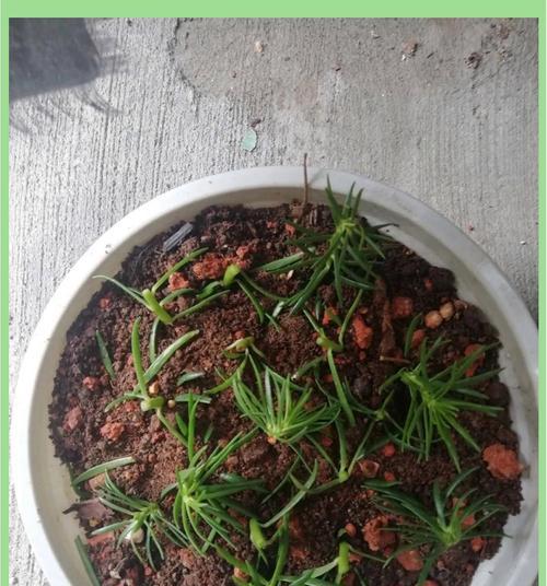 夏季草花有哪些推荐？夏季草花的种植和养护方法是什么？