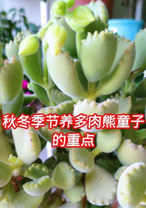 熊童子种植过程中常见的问题及解决办法？