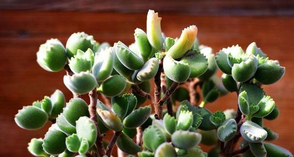 熊童子种植过程中常见的问题及解决办法？