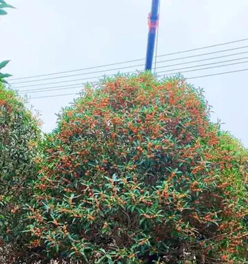 金桂不开花的原因是什么？