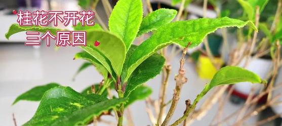 金桂不开花的原因是什么？
