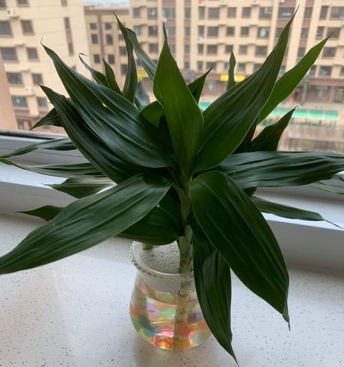 富贵竹怎么水培？水培过程中需要注意哪些问题？