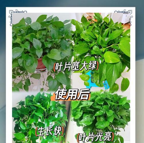 绿萝肥料自制方法？如何确保肥效最佳？