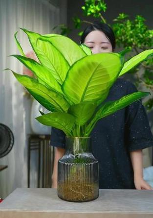 玛丽安的养殖方法是什么？有哪些常见问题及解决办法？