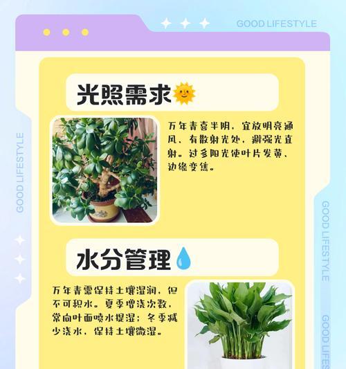 万年青花的养殖技巧和注意事项是什么？