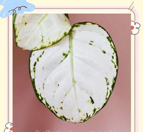 万年青花的养殖技巧和注意事项是什么？