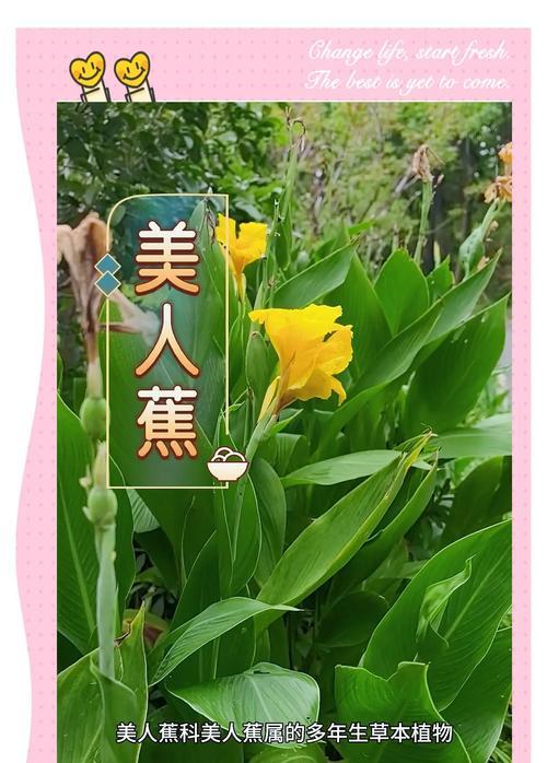 美人蕉修剪技巧有哪些？