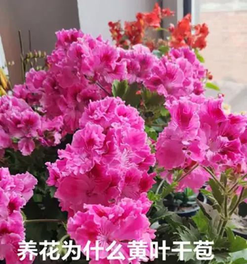 家常养的花有哪些？家庭养花需要注意哪些事项？