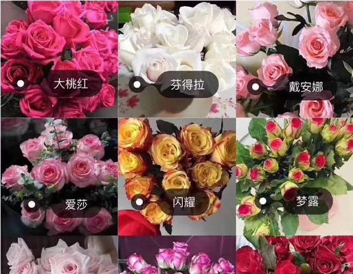 玫瑰花的养护和繁殖方法是什么？