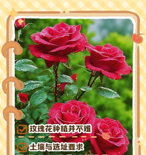 玫瑰花的养护和繁殖方法是什么？
