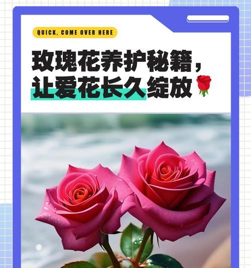 玫瑰花的养护和繁殖方法是什么？