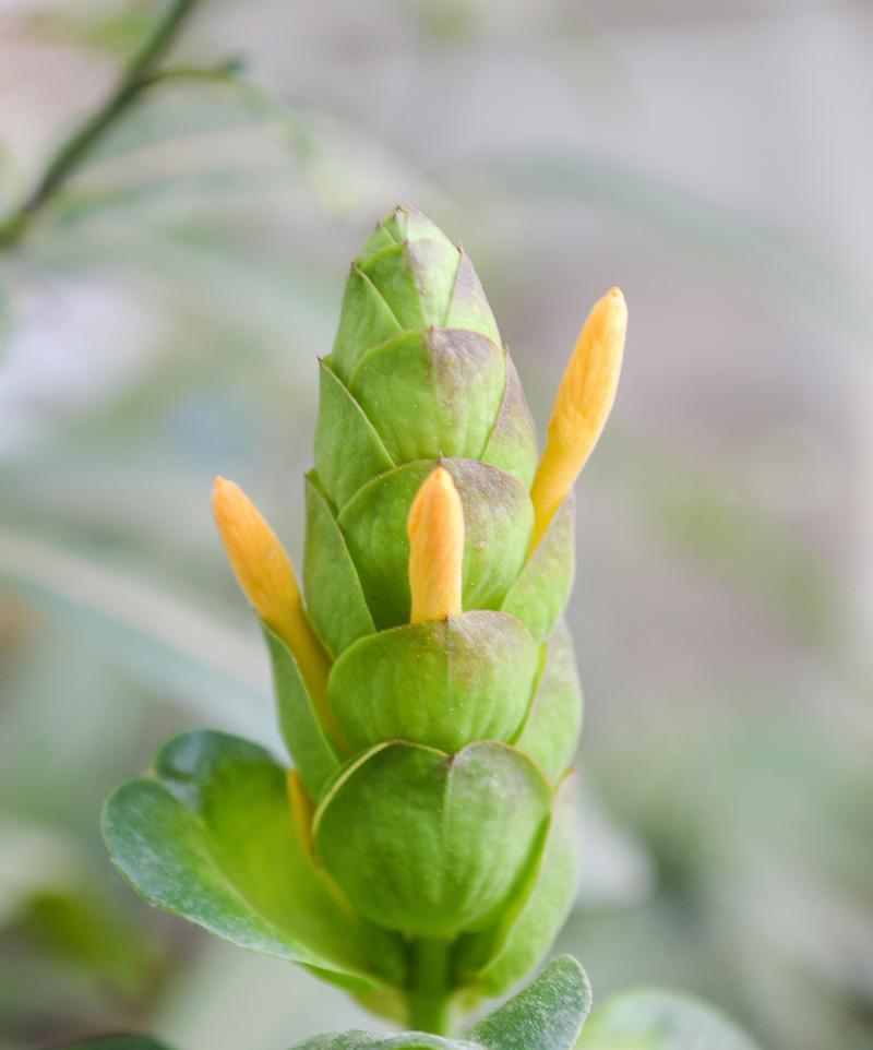 宽叶植物有哪些？它们的养护要点是什么？