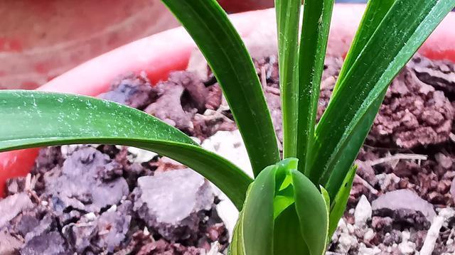 宽叶植物有哪些？它们的养护要点是什么？