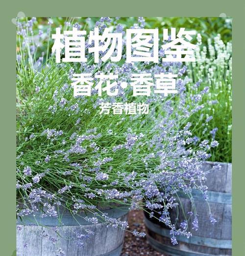 宽叶植物有哪些？它们的养护要点是什么？