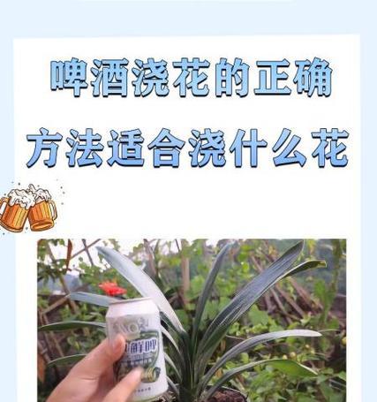 对花兰的正确养护方法是什么？如何确保其健康生长？