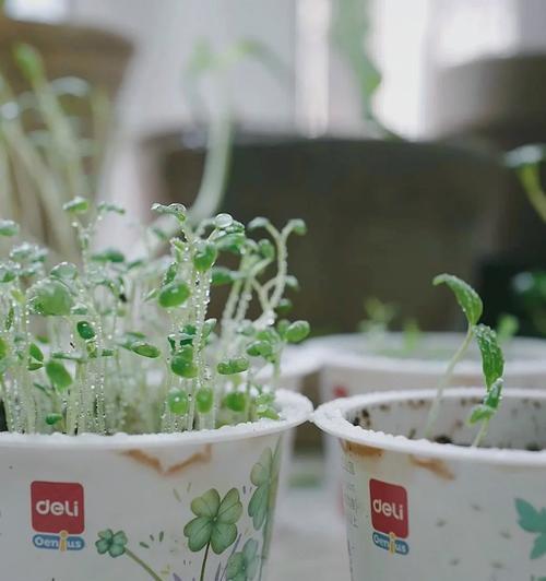 四叶草种植的正确方法是什么？如何提高四叶草的发芽率？