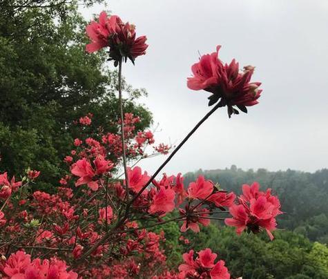 杜鹃有哪些花色？不同花色的杜鹃花代表什么？