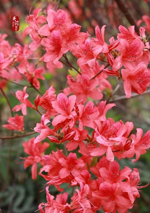杜鹃有哪些花色？不同花色的杜鹃花代表什么？