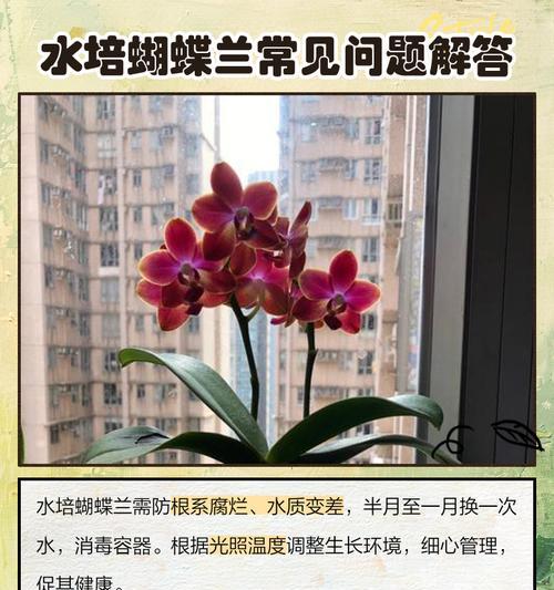 蝴蝶兰土壤配制的正确比例和技巧是什么？