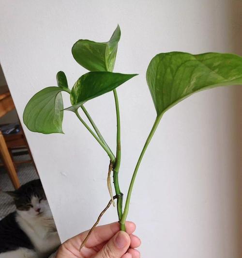蟛蜞繁殖方法是什么？