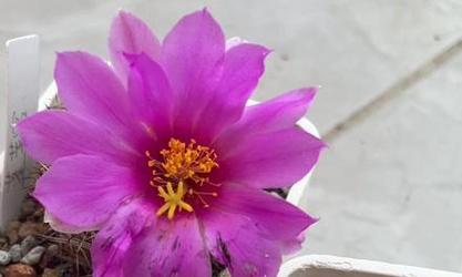 仙人球授粉的正确方式是什么？