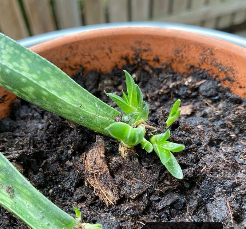 芦荟种植步骤和注意事项？