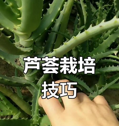 芦荟种植步骤和注意事项？