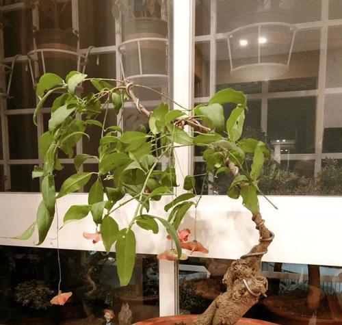 蝴蝶花家庭养法有哪些技巧？