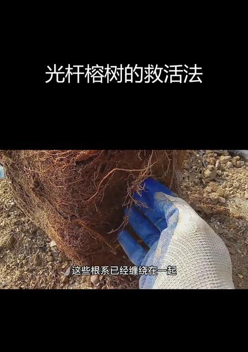 榕树根部的养护技巧是什么？怎样促进榕树根系发展？