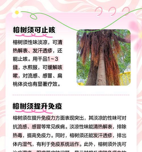 榕树根部的养护技巧是什么？怎样促进榕树根系发展？