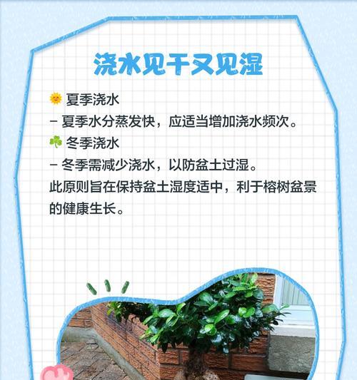 榕树根部的养护技巧是什么？怎样促进榕树根系发展？