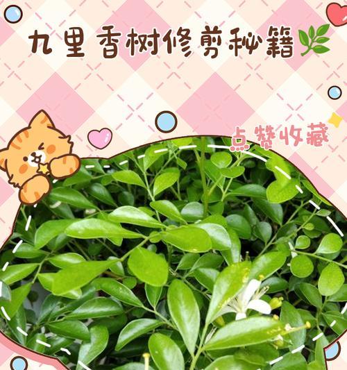 七里香修剪方法是什么？
