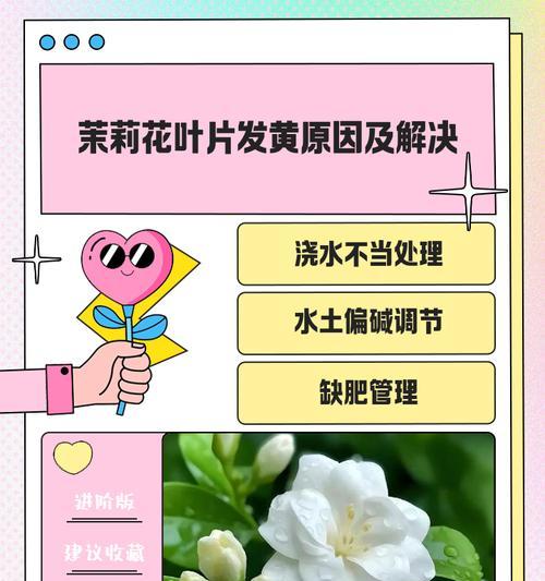 茉莉掉叶子的原因及处理方法是什么？