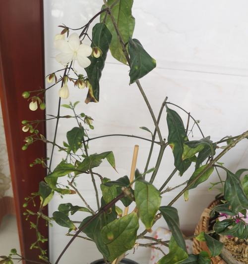 茉莉掉叶子的原因及处理方法是什么？