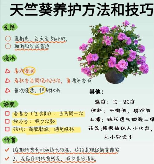 天竺葵夏季养护方法？如何安全度过炎热夏季？