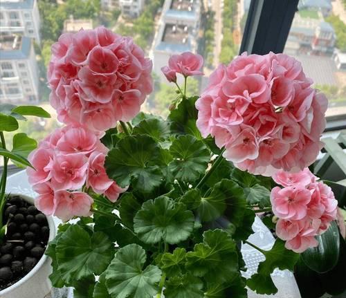 天竺葵夏季养护方法？如何安全度过炎热夏季？