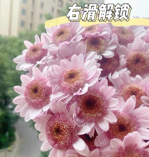 菊花的正确养殖方法是什么？如何让菊花开得更美？
