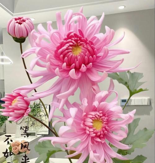 菊花的正确养殖方法是什么？如何让菊花开得更美？