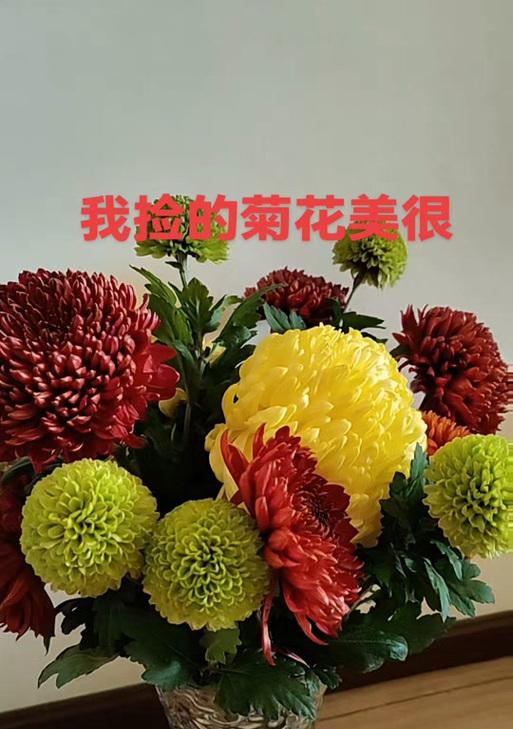 菊花的正确养殖方法是什么？如何让菊花开得更美？