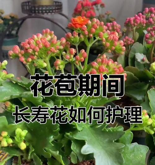长寿花需要什么肥才能茁壮成长？