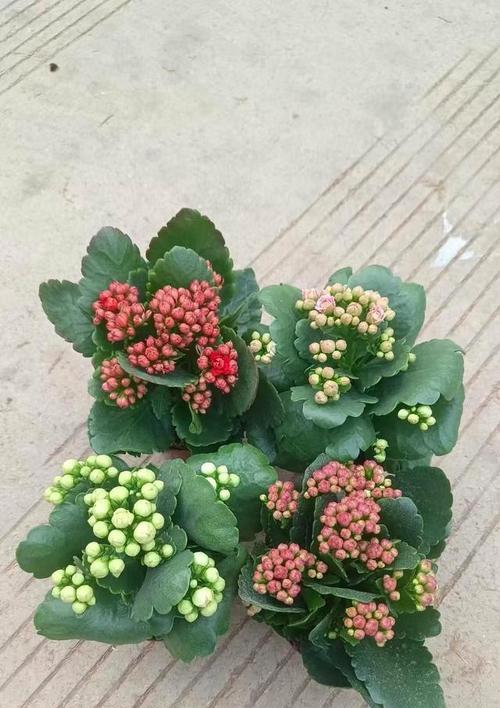 长寿花需要什么肥才能茁壮成长？